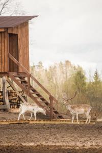 dos ciervos caminando delante de una cabaña en Arčiau gamtos Anykščiai, en Kurkliai