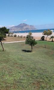 un campo con un albero in mezzo a una spiaggia di Ciccio Rooms and breakfast a Palermo
