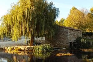 a weeping willow tree sitting next to a pond at Villa Tauria- Casa de campo em aldeia medieval in Sabugal