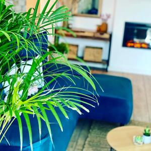 a green plant sitting next to a blue couch at Sarah Home in Hunedoara