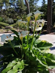 Ein Garten an der Unterkunft Casa Jetizo