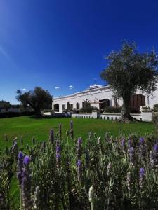 een veld met paarse bloemen voor een wit gebouw bij Masseria Bianca di Puglia in Monopoli