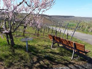 a wooden bench sitting in the grass next to a tree at Ferienwohnung - Zimmervermietung Ringelmann in Dettelbach