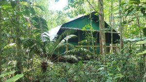 a green building in the middle of a forest at Daintree Crocodylus in Cow Bay +56 photos