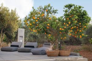 Zahrada ubytování Orange Tree