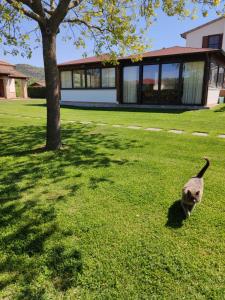 Domácí mazlíčci ubytovaní s hosty v ubytování Agriturismo Il Cavallino Saturnia