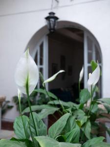 a white flower in front of a mirror at Alonso53 in Guanajuato