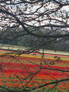 Φωτογραφία από το άλμπουμ του Tamar 2 σε Katwijk aan Zee