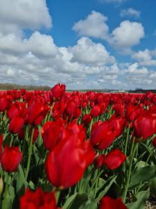 Φωτογραφία από το άλμπουμ του Tamar 2 σε Katwijk aan Zee