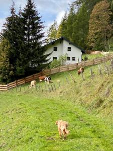 um cão parado num campo com um grupo de vacas em Bei Annelie em Krakaudorf