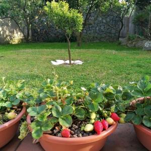 A garden outside A CASA