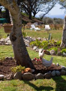 deux poulets debout dans un jardin sous un arbre dans l'établissement Al Passo di Thalia, à Ricadi
