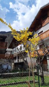 un árbol con hojas amarillas delante de un edificio en CASA MASCIA en Cencenighe