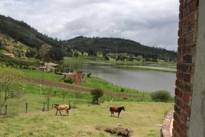 Deux chevaux marchant dans un champ à côté d'un lac dans l'établissement Hotel Campestre Villa Los Duraznos, à Paipa