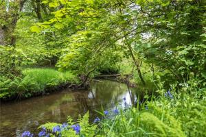 a stream in a forest with blue flowers and trees at Pembrokeshire Yurts - Badger in Llanfyrnach