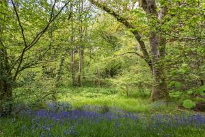 a forest filled with bluebonnets and trees at Pembrokeshire Yurts - Badger in Llanfyrnach