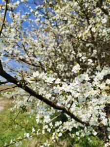 un árbol florido con flores blancas. en gl. Havn BnB, en Bogense