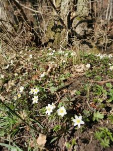 un grupo de flores blancas en el suelo en gl. Havn BnB, en Bogense