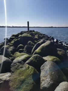 un grupo de rocas con algas verdes en el agua en gl. Havn BnB, en Bogense