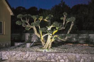 a bonsai tree in a garden at night at *****Pool house with beautiful seaview,big garden and old tavern***** in Rijeka