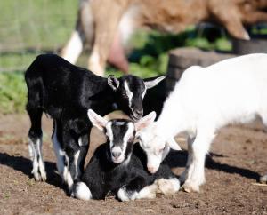 a group of goats standing next to each other at Calais Wine Estate in Paarl