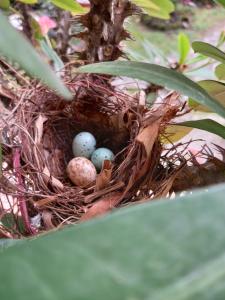 a nest with three eggs in a plant at Cabaña Villa Victoria in Valle de Anton