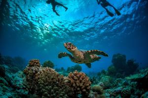 a sea turtle swimming over a coral reef at Ocean Beach Inn - Maldives in Hangnaameedhoo