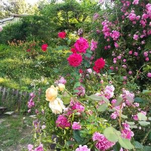 a bunch of flowers in a garden at Maison d'Hôtes de la Verrière in Les Ardillats