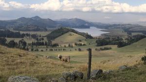 owca stojąca na wzgórzu z widokiem na jezioro w obiekcie Casa Aposentos - Finca Camino al Cielo w mieście Suesca