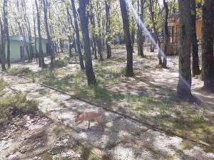 Un cane che cammina lungo una strada sterrata in una foresta di Бунгала Дъбрава a Shkorpilovtsi