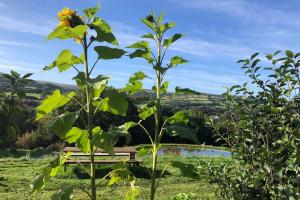 a sunflower growing next to a bench in a field at Stables,1 or 2 bedroom Eco earth house, edge of Dartmoor in South Brent