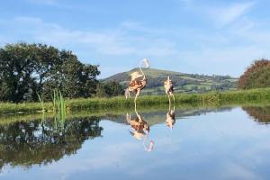 a group of flamingos standing in the water at Stables,1 or 2 bedroom Eco earth house, edge of Dartmoor in South Brent