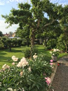 Zahrada ubytování B&B Bland ormbunkar och rosor
