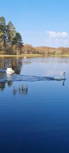 two swans are swimming in a large body of water at Deeside Holiday Cottages in Dinnet