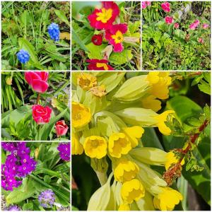 a collage of different types of flowers at Deeside Holiday Cottages in Dinnet