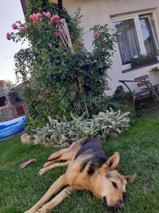 a dog laying on the grass in the yard at Domek na Mazurach Ełk. Rogale in Stare Juchy