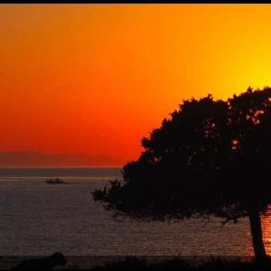 a sunset over the water with a tree in the foreground at Sunset Studios & Rooms in Antiparos