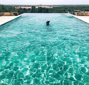 un perro está nadando en una piscina en Finca Hotel Rural Es Turó, en Ses Salines