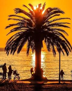 a palm tree on the beach at sunset at Šušanj Ilino APARTMAN in Bar