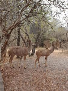two deer standing next to each other under trees at Luvivane Luxury Villa in Marloth Park
