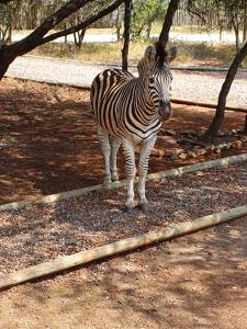 a zebra standing in the dirt near some trees at Luvivane Luxury Villa in Marloth Park