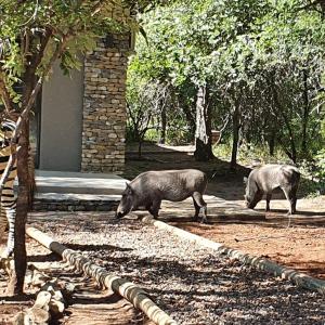two pigs walking in front of a building at Luvivane Luxury Villa in Marloth Park