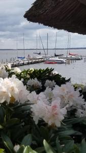 un montón de flores blancas delante de un puerto deportivo en Paolos Seehotel Mardorf, en Mardorf