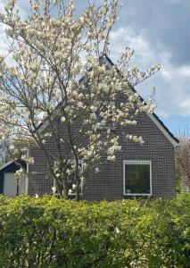 een boom met witte bloemen voor een huis bij Knusse vakantiewoning Valthe in Valthe