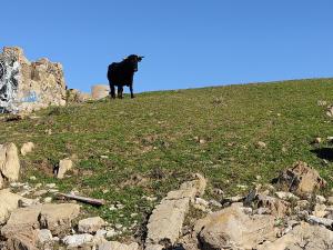 a black cow standing on top of a hill at Apartamentos Bolonia - M a n u e l a in Bolonia
