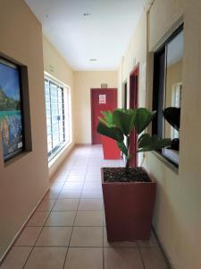 a hallway with a potted plant in a building at Hotel D´ Carmona in Ciudad Valles +27 photos