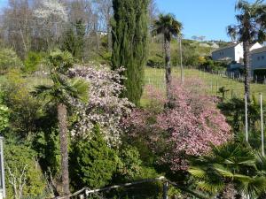 ogród z różowymi kwiatami i palmami w obiekcie Osteria Garni Americana w mieście Cadempino