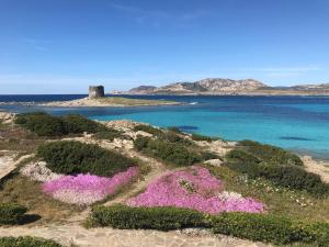 a cluster of pink flowers on the beach with a lighthouse in the background at Residence Hotel La Pelosetta in Stintino