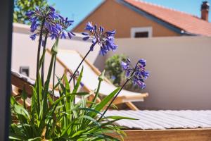 a plant with purple flowers in front of a house at Casa Santa Maria Vacation House in Mali Lošinj
