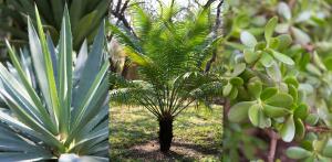 two photos of a palm tree and other plants at Blyde River Canyon Lodge in Hoedspruit